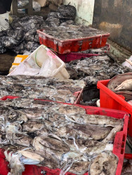 Ngư dân Quỳnh Phương trúng mùa mực Nang