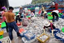 Ngư dân Nghệ An tích cực bám biển, thu lại nguồn giá trị cao từ sản lượng hải sản. Ảnh: Xuân Hoàng